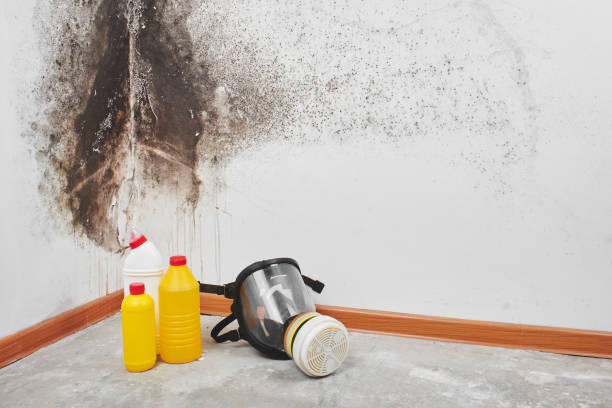 Best Local Mold Removal Service  in Ovid, MI