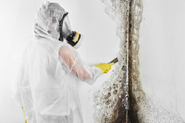 Best Black Mold Removal  in Ovid, MI