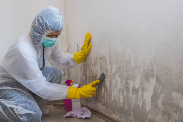 Best Office Mold Removal Services  in Ovid, MI
