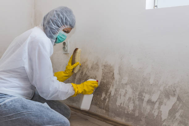 Best Toxic Mold Removal  in Ovid, MI