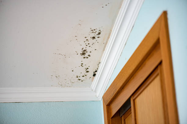 Best Mold Testing  in Ovid, MI