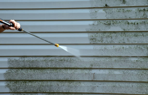Best Mold Damage Repair  in Ovid, MI