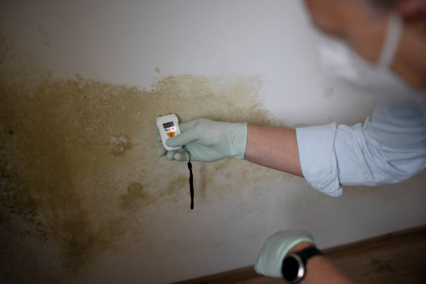 Trusted Ovid, MI Mold Removal Experts