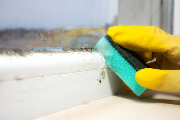 Office Mold Removal Services in Ovid, MI