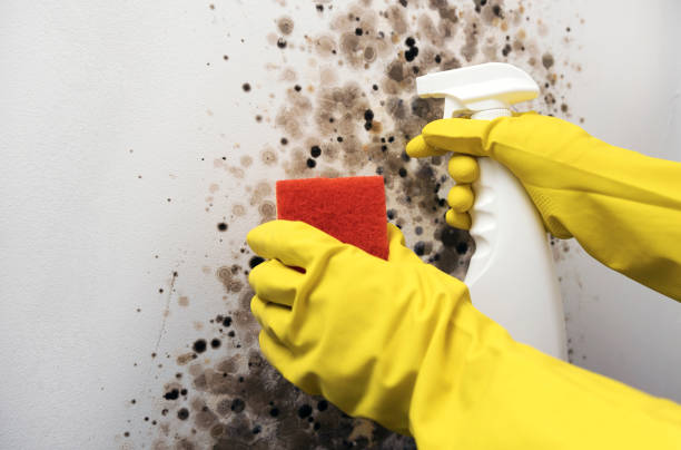 Best Certified Mold Removal  in Ovid, MI