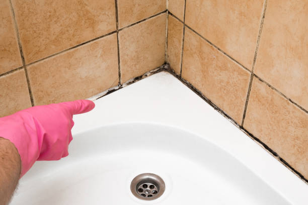 Mold Testing and Removal in Ovid, MI
