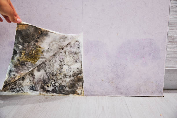 Best Mold Testing  in Ovid, MI